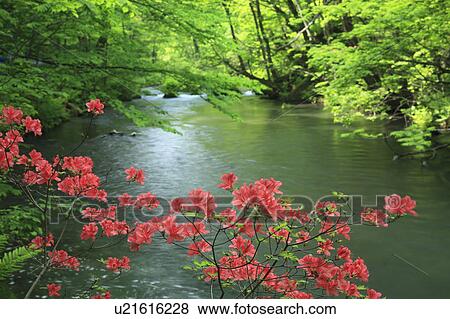 Azalea Flowers over Oirase Stream View Large Photo Image Stock Photo - Azalea Flowers over Oirase Stream. Fotosearch