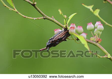 Stock Image - Bagworm Moth. Fotosearch