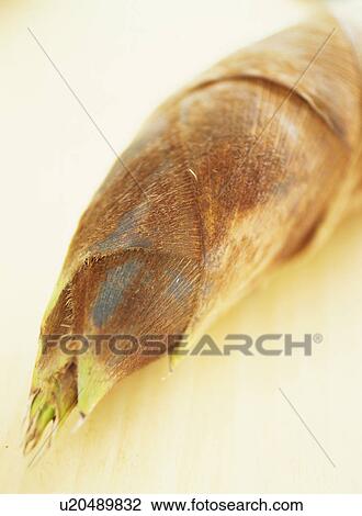 Stock Image - Bamboo shoot. Fotosearch