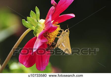 Bee and Skipper Butterfly on Dahlia Flower View Large Photo Image Stock Image - Bee and Skipper Butterfly on Dahlia Flower. Fotosearch