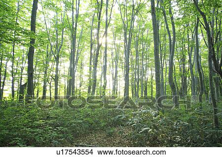 Picture - Beech Forest. Fotosearch