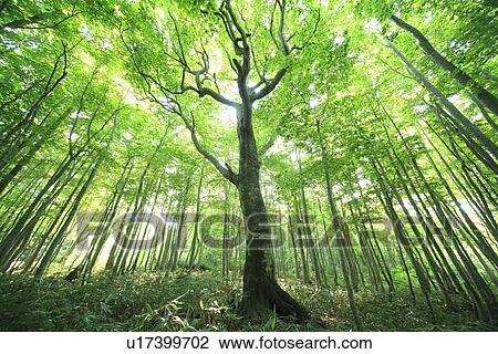 Stock Image - Beech forest. Fotosearch