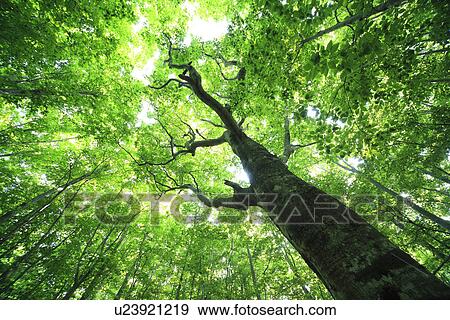 Beech forest View Large Photo Image Stock Photo - Beech forest. Fotosearch