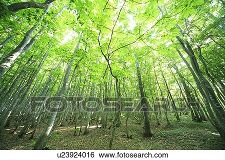 Stock Photograph - Beech forest. Fotosearch