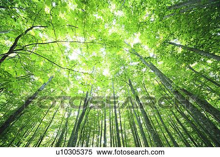 Beech forest View Large Photo Image Stock Photography - Beech forest. Fotosearch
