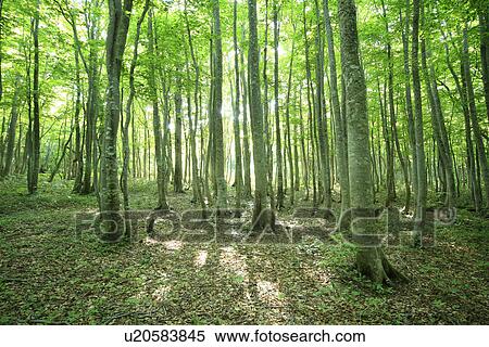 Beech forest View Large Photo Image Stock Photography - Beech forest. Fotosearch