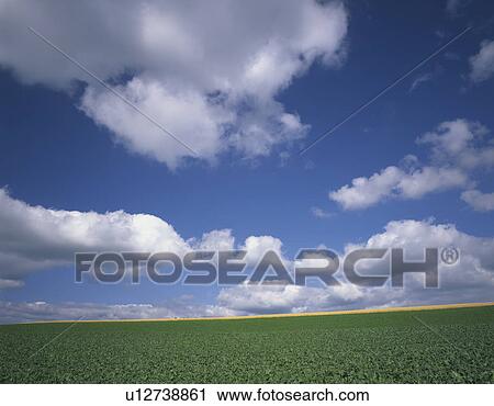 Beet Field View Large Photo Image Stock Image - Beet Field. Fotosearch