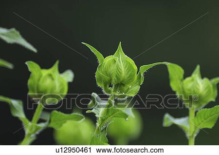 Stock Image - Bergamot Buds. Fotosearch