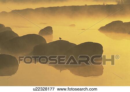 Bird Perching on Boulder at Dawn View Large Photo Image Stock Photo - Bird Perching on Boulder at Dawn. Fotosearch