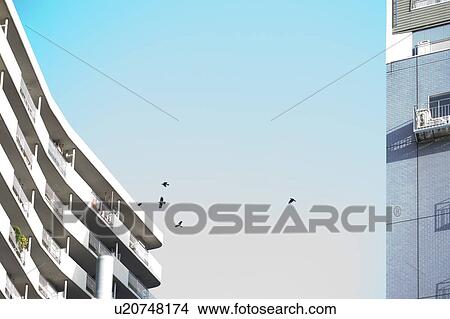 Birds Flying By Apartment Block View Large Photo Image Picture - Birds Flying By Apartment Block. Fotosearch