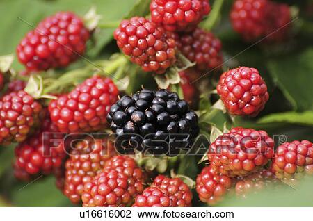 Blackberries View Large Photo Image Stock Image - Blackberries. Fotosearch
