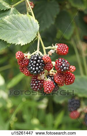 Blackberries View Large Photo Image Stock Photo - Blackberries. Fotosearch