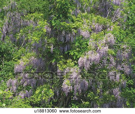 Blooming Wisteria View Large Photo Image Stock Image - Blooming Wisteria. Fotosearch