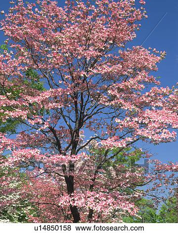 Blossoming Dogwood in Hkarigaoka Park View Large Photo Image Stock Photo - Blossoming Dogwood in Hkarigaoka Park. Fotosearch