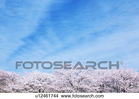 Picture - Blue Sky Over Cherry Blossom Trees. Fotosearch