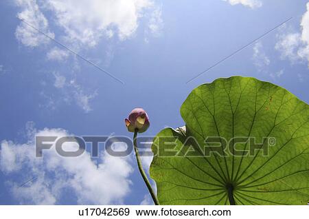 Stock Photo - Blue Sky Over Lotus Flower. Fotosearch
