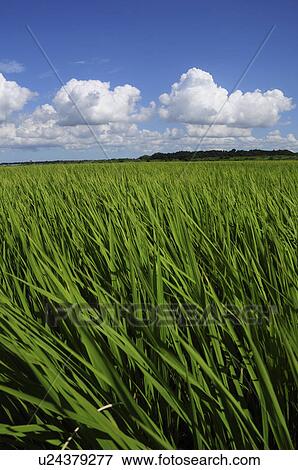 Stock Photo - Blue Sky Over Rice Paddy. Fotosearch