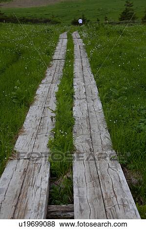 Boardwalk in Field View Large Photo Image Stock Photo - Boardwalk in Field. Fotosearch