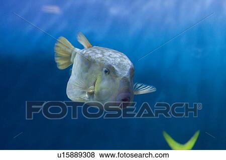 Stock Photo - Boxfish. Fotosearch