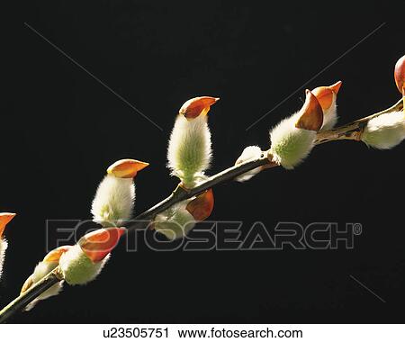 Stock Image - Branch of Pussy Willow. Fotosearch