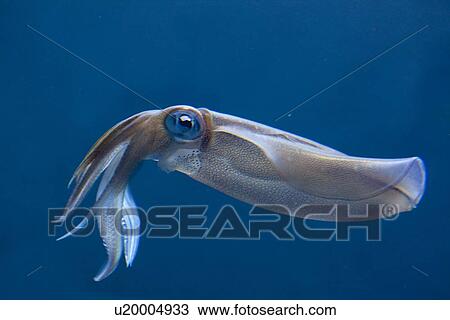 Broad-mantle Squid View Large Photo Image Stock Image - Broad-mantle Squid. Fotosearch