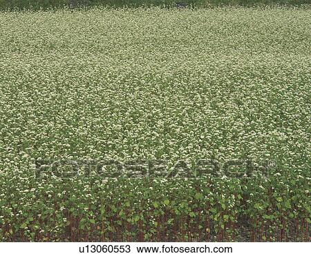 Stock Image - Buckwheat Field. Fotosearch