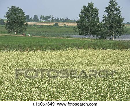 Buckwheat Field View Large Photo Image Stock Photo - Buckwheat Field. Fotosearch