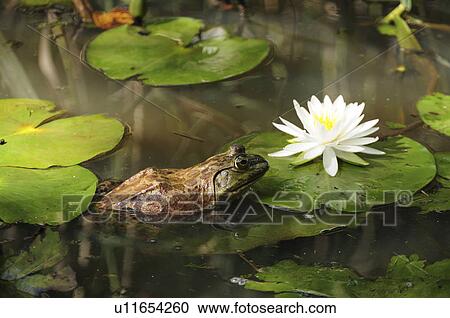 Bullfrog in Lily Pond View Large Photo Image Stock Image - Bullfrog in Lily Pond. Fotosearch