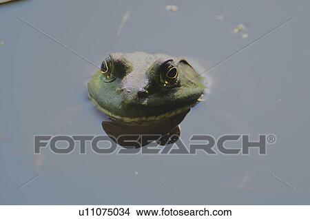 Bullfrog View Large Photo Image Picture - Bullfrog. Fotosearch