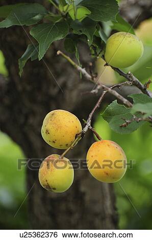 Stock Photograph - Bungo Japanese Apricots. Fotosearch