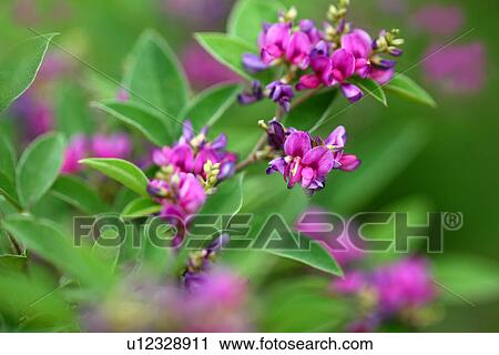 Bush clover View Large Photo Image Stock Image - Bush clover. Fotosearch