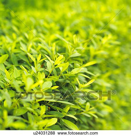 Stock Photo - Bush. Fotosearch