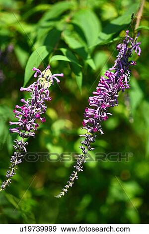 Stock Photo - Butterfly Bush (Buddleja lindleyana). Fotosearch