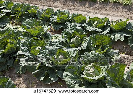 Stock Photo - Cabbage Field. Fotosearch