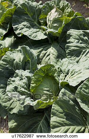 Cabbage Field View Large Photo Image Stock Photo - Cabbage Field. Fotosearch