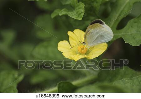 Stock Photography - Cabbage White Butterfly on Melon Flower. Fotosearch