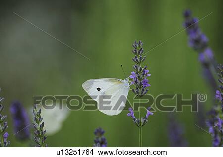 Picture - Cabbage White on Lavender. Fotosearch
