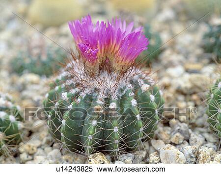 Stock Photography - Cactus Blossoming. Fotosearch