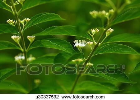 Callicarpa japonica f. albibacca View Large Photo Image Stock Image - Callicarpa japonica f. albibacca. Fotosearch