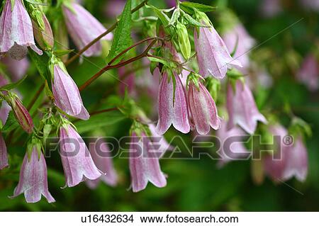 Picture - Campanula punctata. Fotosearch