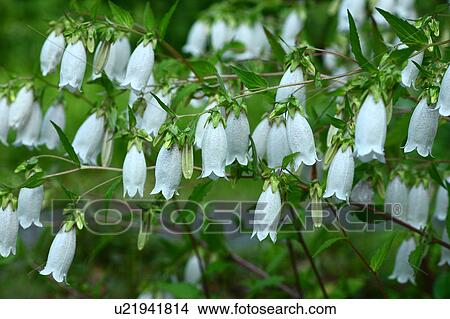 Picture - Campanula punctata. Fotosearch