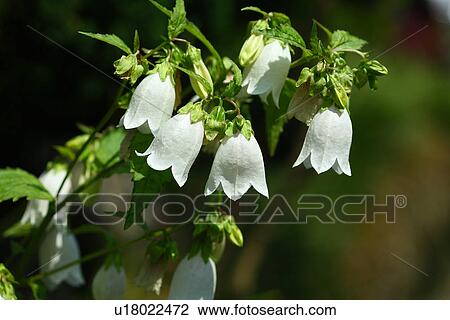 Stock Image - Campanula punctata. Fotosearch