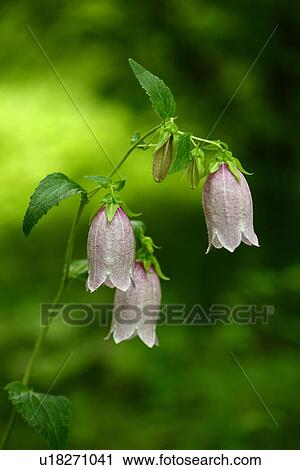Campanula punctata View Large Photo Image Stock Image - Campanula punctata. Fotosearch