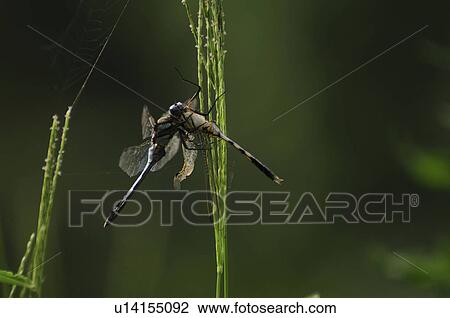 Stock Image - Cannibal Gray Dragonfly. Fotosearch