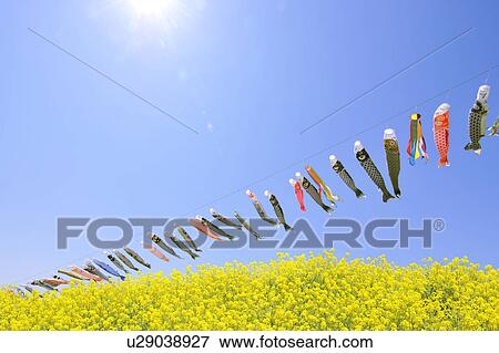 Stock Photo - Carp Streamers Over Rapeseed Oil. Fotosearch