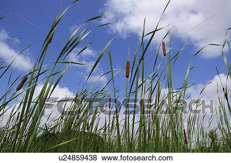 Stock Photo - Cattails. Fotosearch