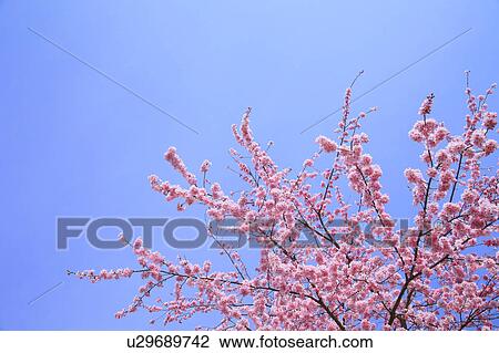 Cherry Blossom Tree Against Blue Sky View Large Photo Image Stock Image - Cherry Blossom Tree Against Blue Sky. Fotosearch