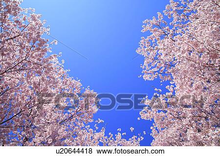 Cherry Blossom Tree Against Blue Sky View Large Photo Image Stock Photo - Cherry Blossom Tree Against Blue Sky. Fotosearch