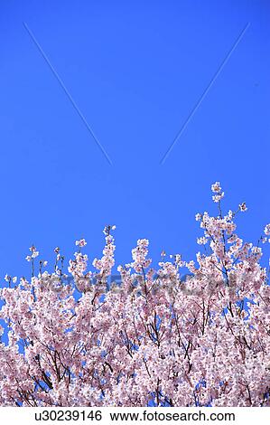 Cherry Blossom Tree Against Blue Sky View Large Photo Image Stock Photograph - Cherry Blossom Tree Against Blue Sky. Fotosearch