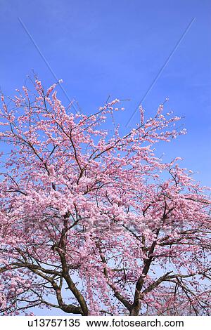 Cherry Blossom Tree Against Blue Sky View Large Photo Image Stock Photography - Cherry Blossom Tree Against Blue Sky. Fotosearch